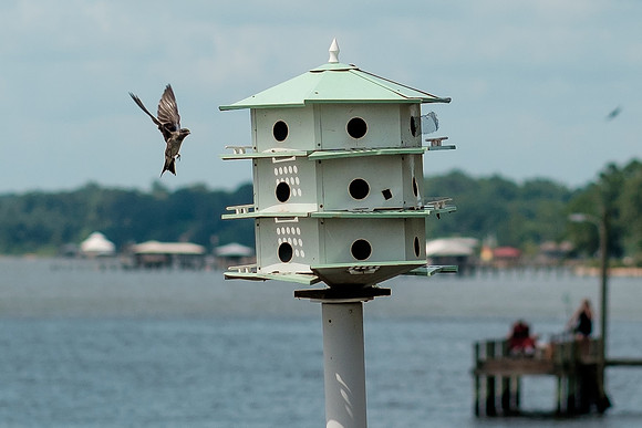 Fairhope Purple Martins