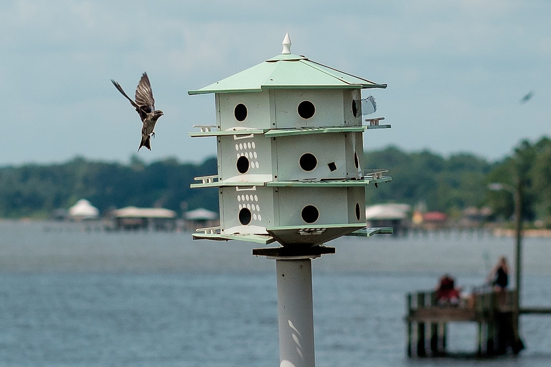 Fairhope Purple Martins