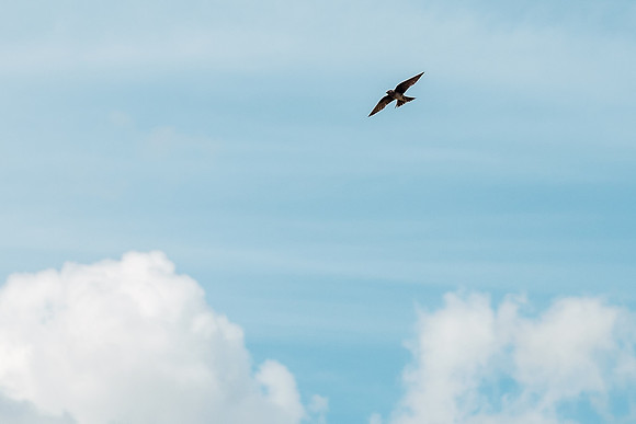 Fairhope Purple Martins