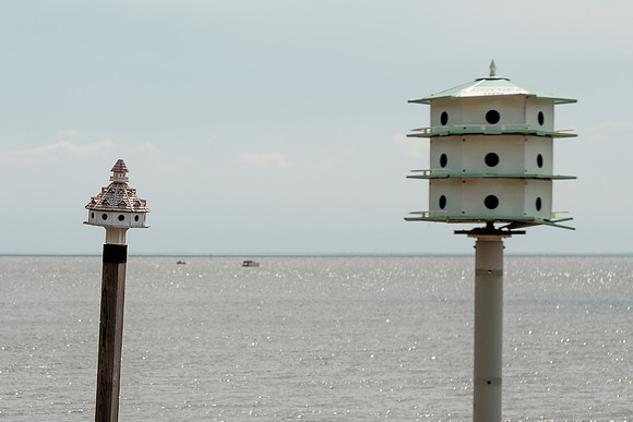 Fairhope Purple Martins