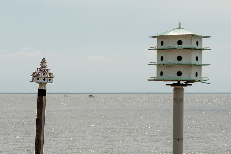 Fairhope Purple Martins