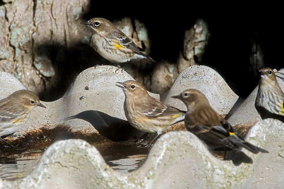 yellow rumped warblers