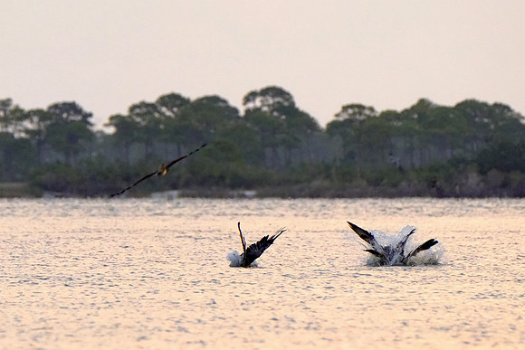 Brown Pelicans in Gulf Shores
