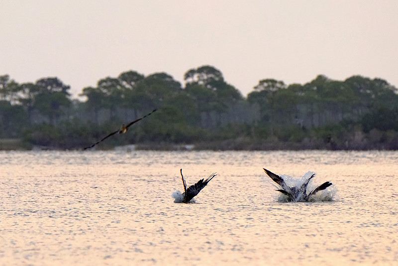 Brown Pelicans in Gulf Shores