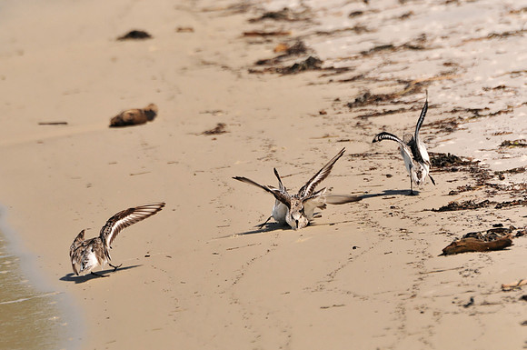 Sanderlings