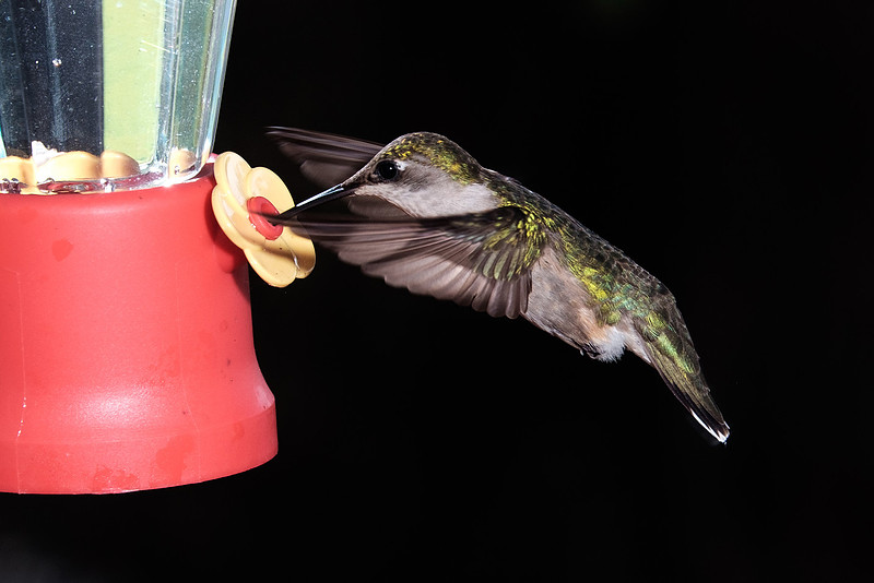Ruby-Throated Hummingbird