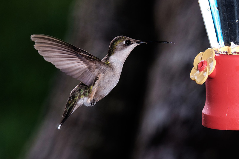 Ruby-Throated Hummingbird