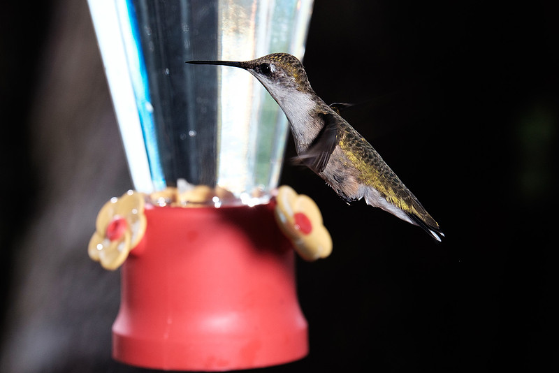 Ruby-Throated Hummingbird