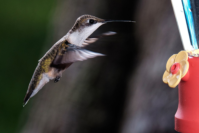 Ruby-Throated Hummingbird