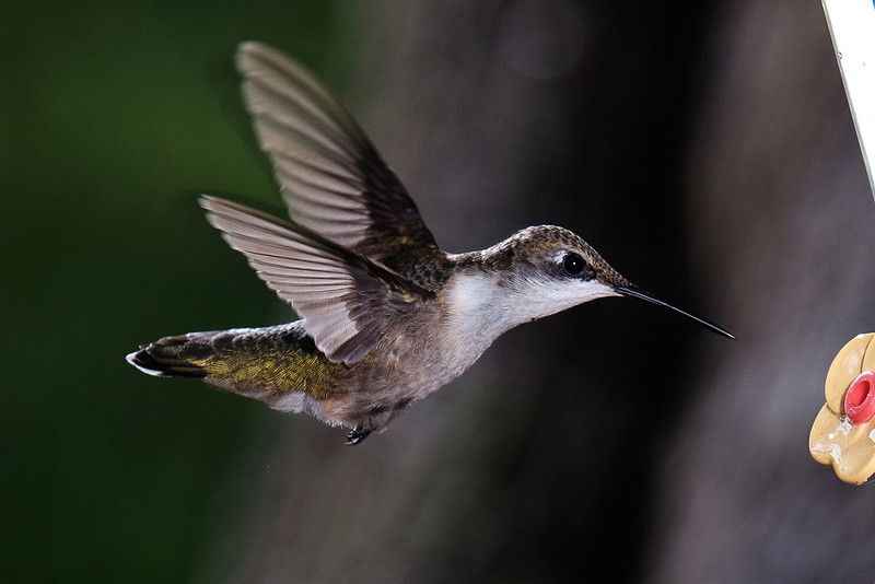Ruby-Throated Hummingbird