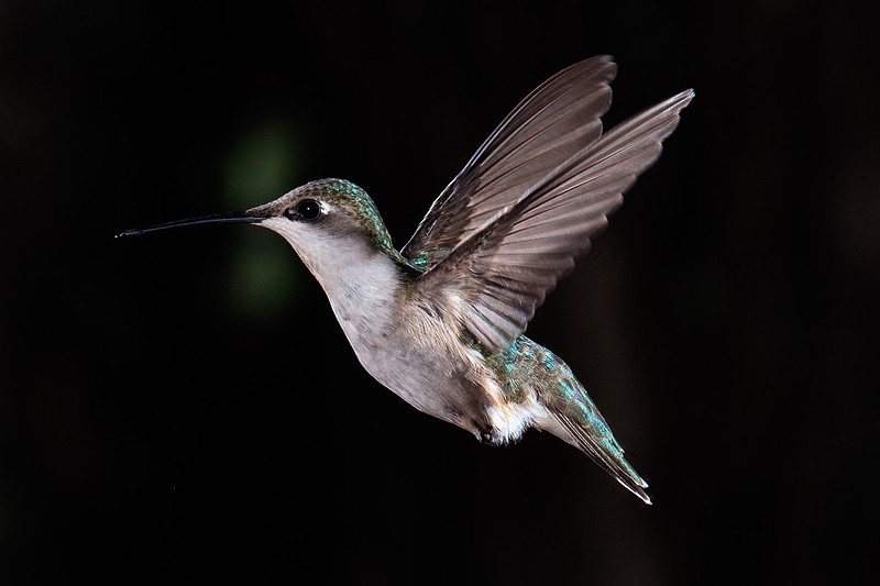 Ruby-Throated Hummingbird