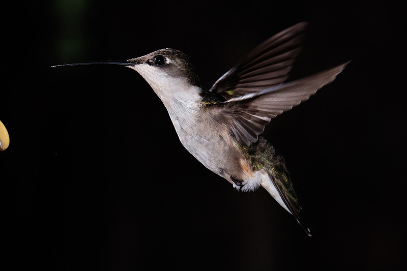 Ruby-Throated Hummingbird