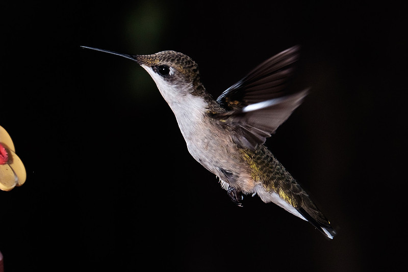 Ruby-Throated Hummingbird