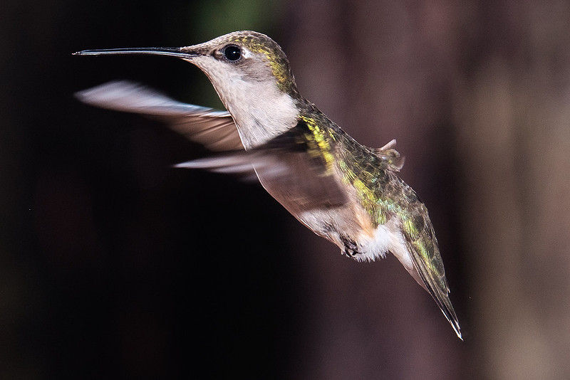Ruby-Throated Hummingbird