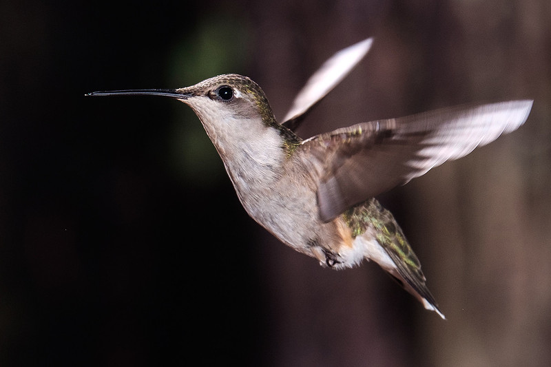 Ruby-Throated Hummingbird