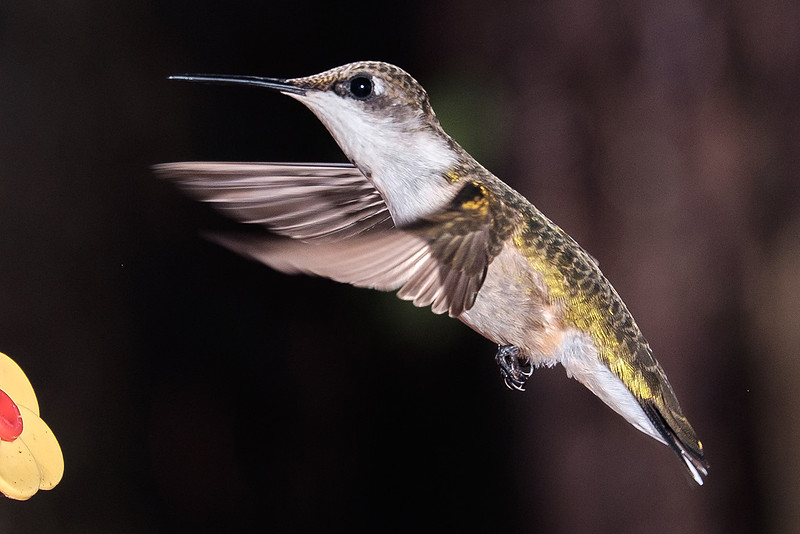 Ruby-Throated Hummingbird