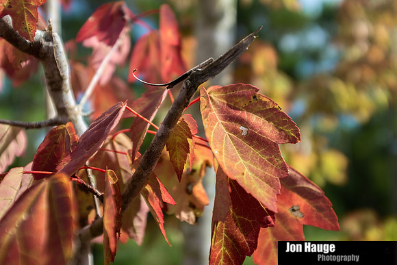 Baldwin County Photographer