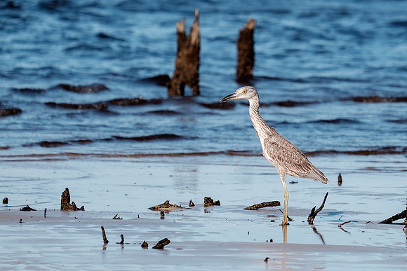 Gulf Shores Wildlife.