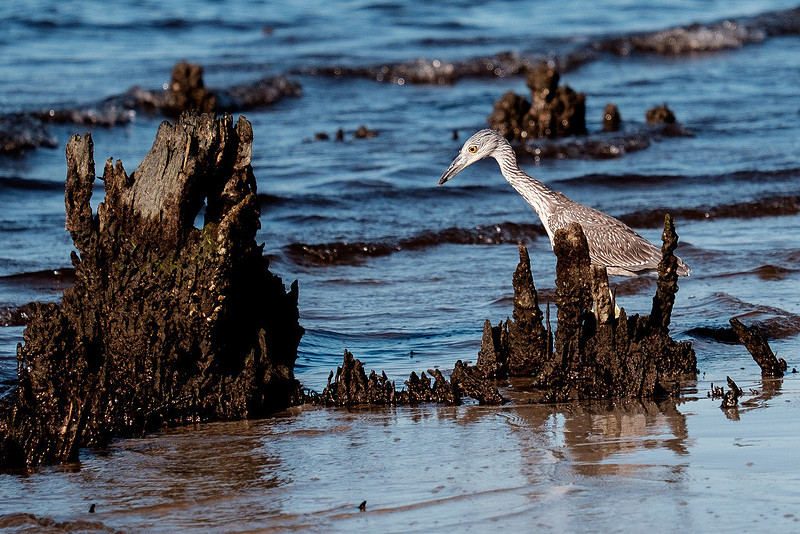Gulf Shores Wildlife.