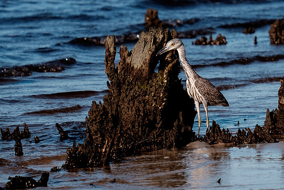 Gulf Shores Wildlife.