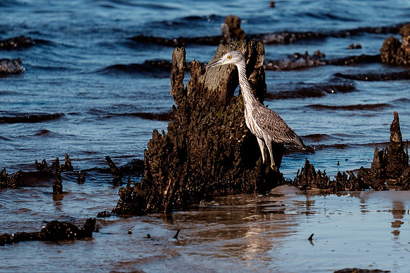 Gulf Shores Wildlife.