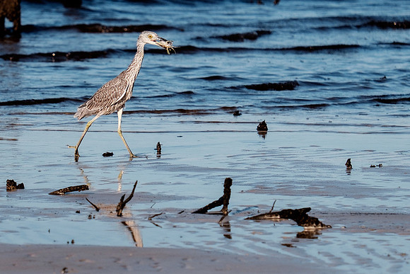 Gulf Shores Wildlife.