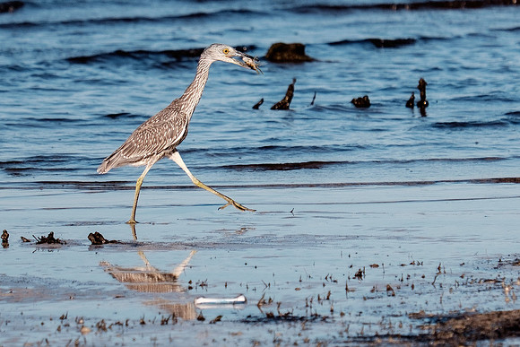 Gulf Shores Wildlife.