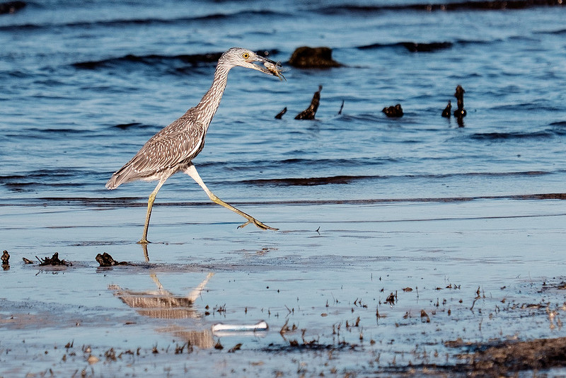 Gulf Shores Wildlife.