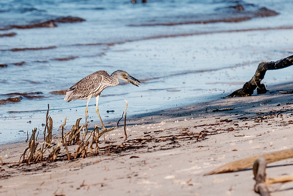 Gulf Shores Wildlife.