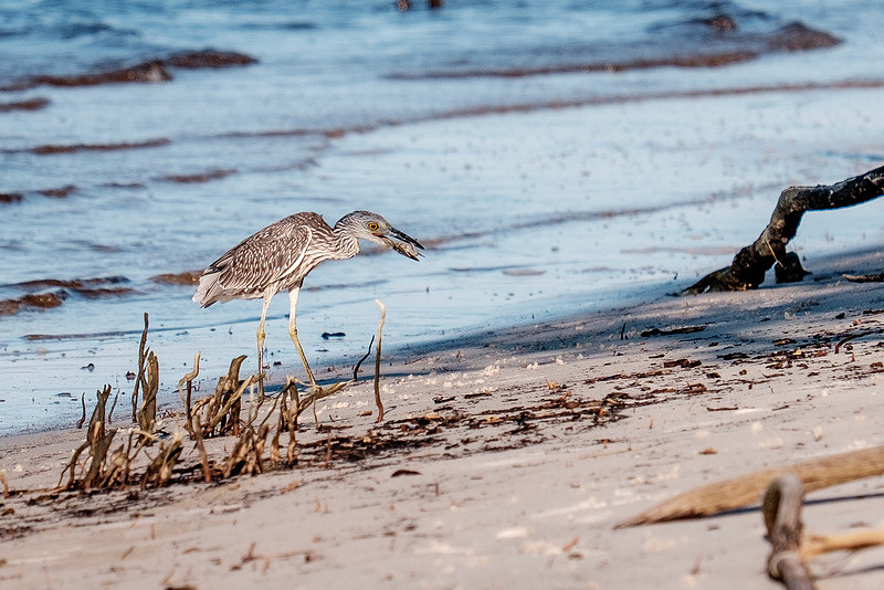 Gulf Shores Wildlife.