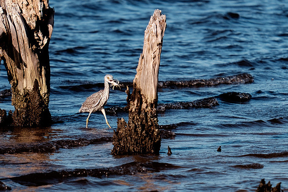 Gulf Shores Wildlife.
