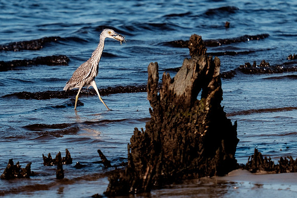 Gulf Shores Wildlife.
