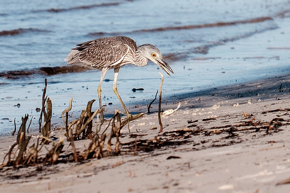 Gulf Shores Wildlife.