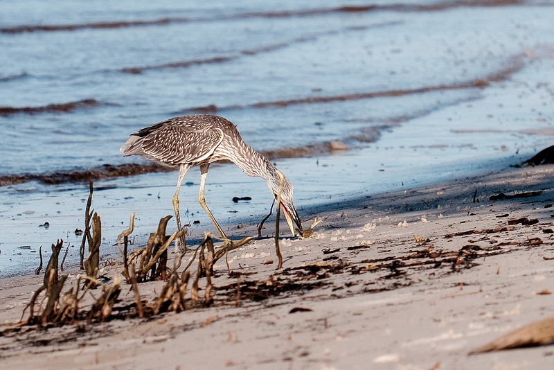 Gulf Shores Wildlife.