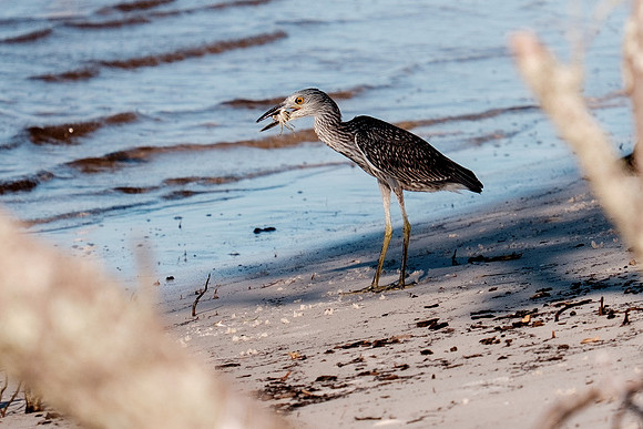 Gulf Shores Wildlife.