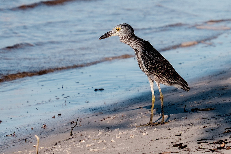 Gulf Shores Wildlife.