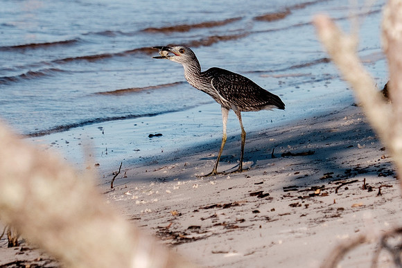 Gulf Shores Wildlife.
