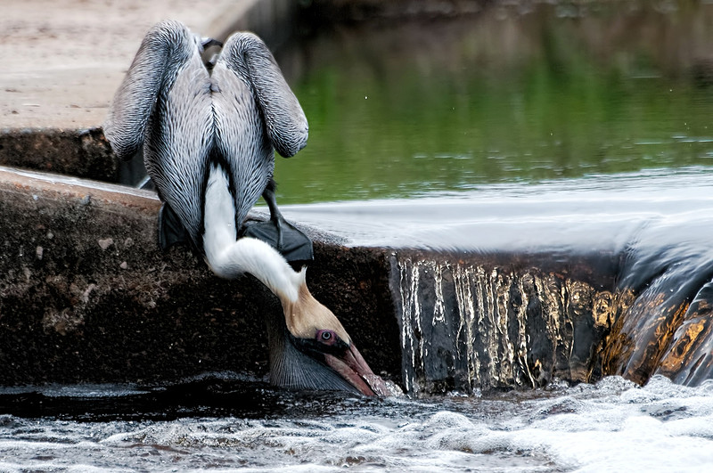 Gulf Shores Brown Pelican Photography
