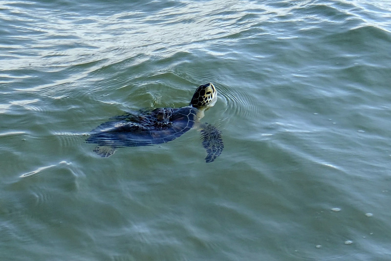 Green Sea Turtle in Gulf Shores