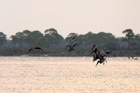 Brown Pelicans in Gulf Shores