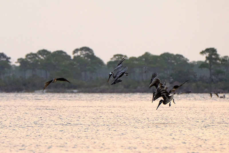 Brown Pelicans in Gulf Shores