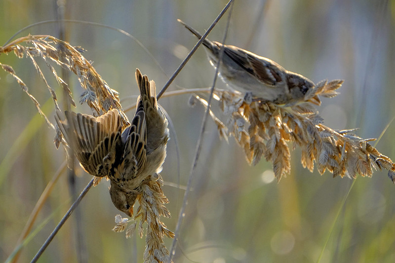 Swamp Sparrows in Orange Beach