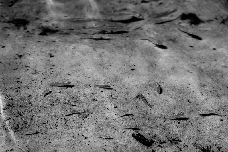 Gulf Shores Photography