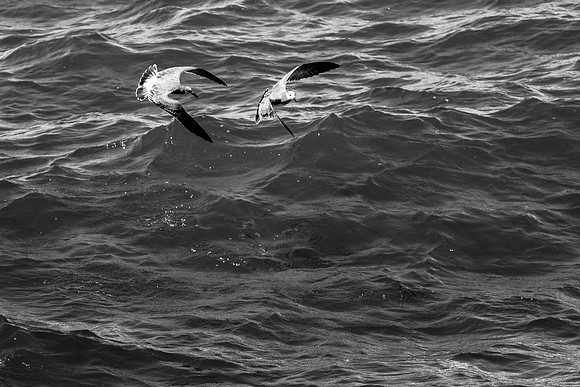 Gulls at the Pier