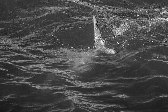 Shark at the Beach