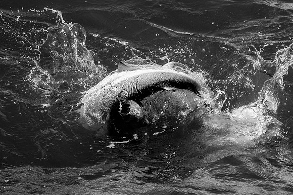 Shark Photography