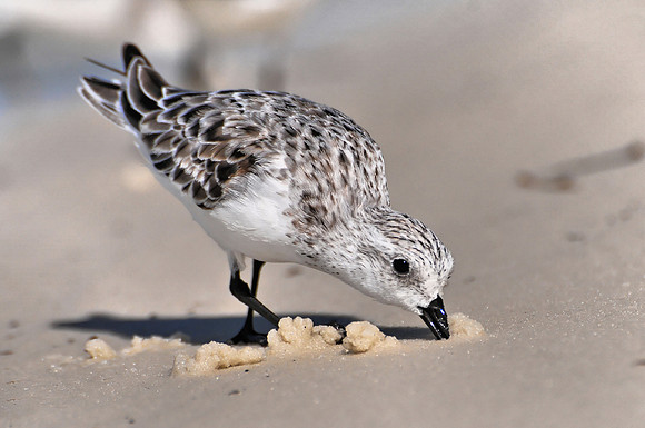 Sanderlings