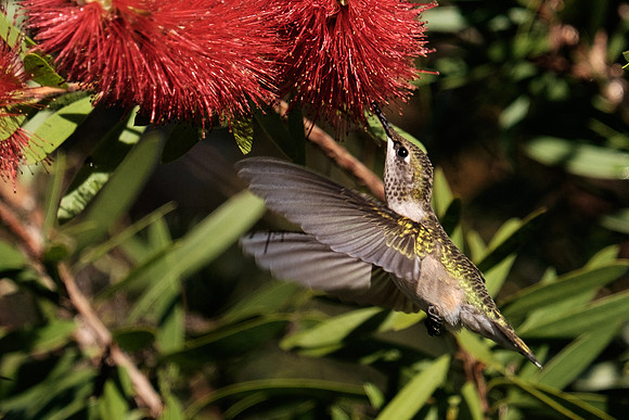 Ruby-throated Hummingbird