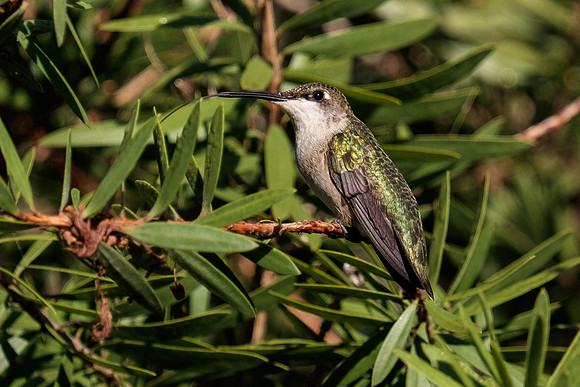 Ruby-throated Hummingbird