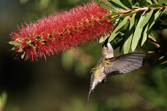Ruby-throated Hummingbird